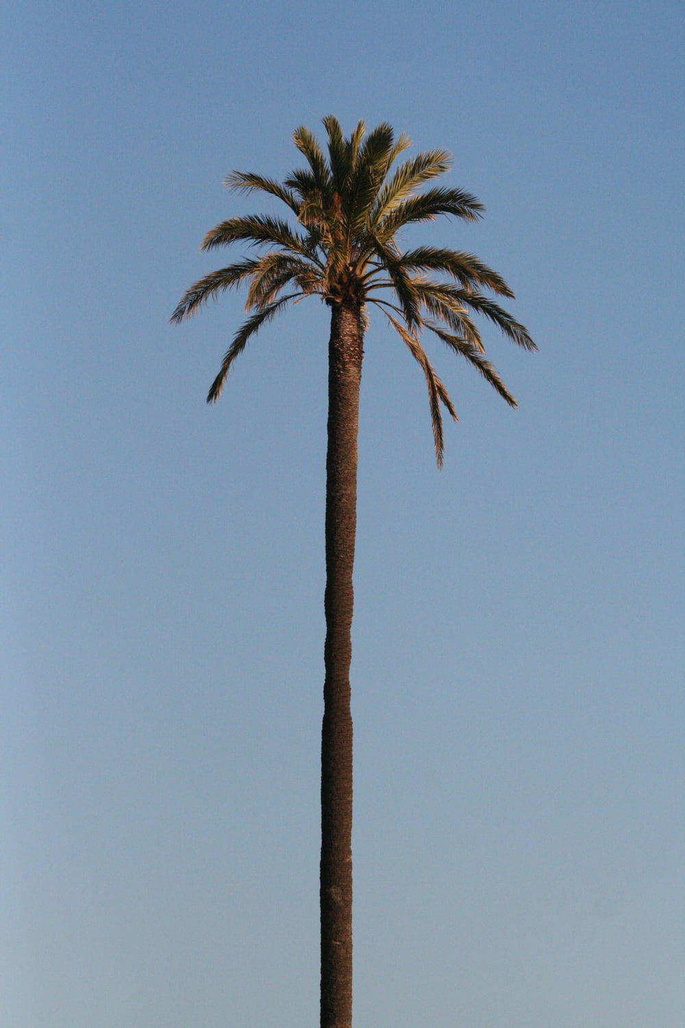 foto sobre Dénia