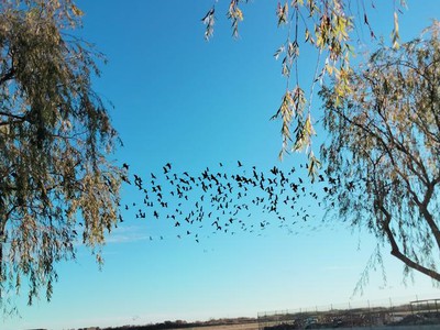 foto sobre Sedaví