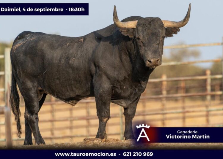 foto sobre el Toro