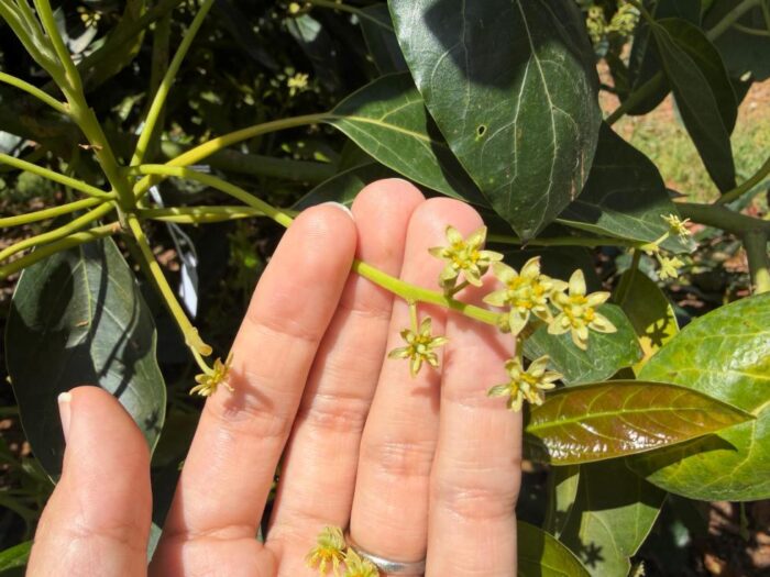 El IVIA impulsa la mejora genética del aguacate para responder al incremento del cultivo en la Comunitat Valenciana