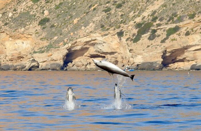 Medio Ambiente constata la presencia estable de seis especies de cetáceos en aguas de la Comunitat Valenciana