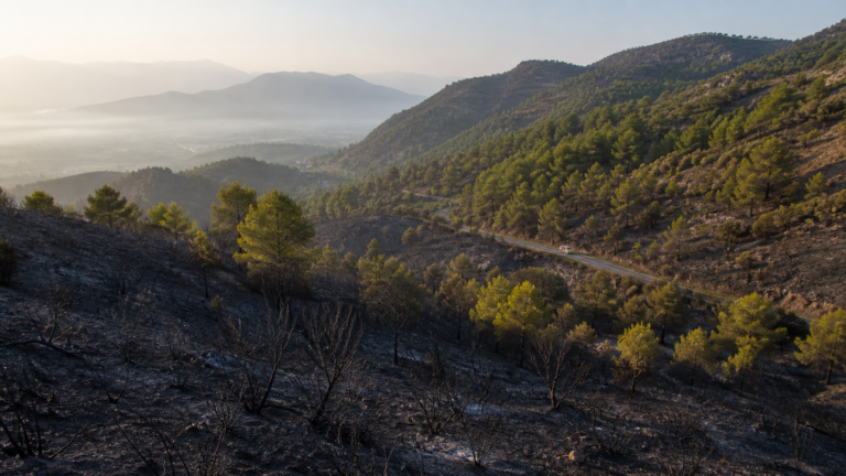 Ladera mediterránea afectada por un incendio junto a una carretera de montaña en la Sierra Calderona
