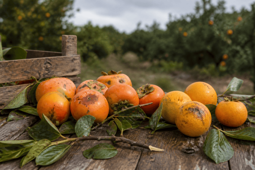 Caquis y naranjas con golpes junto a hojas y ramas mojadas después de una tormenta