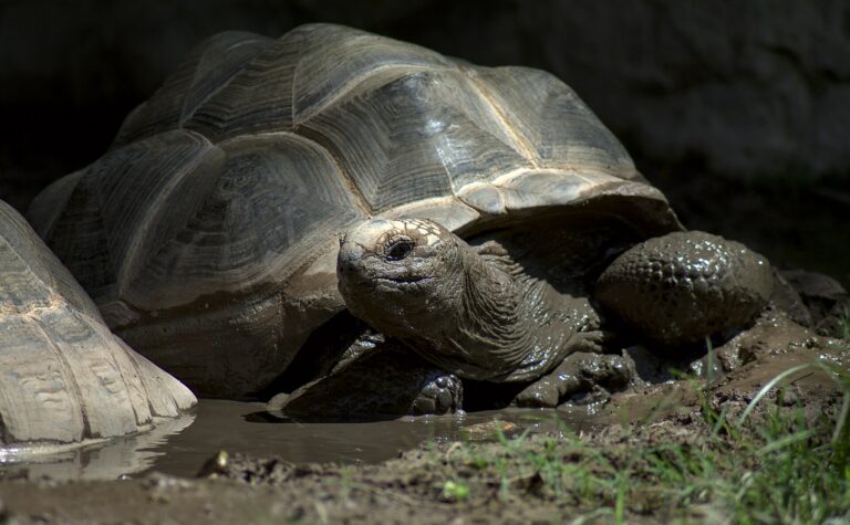 File:Aldabra giant tortoise - Bioparc Valencia (48711489473).jpg
