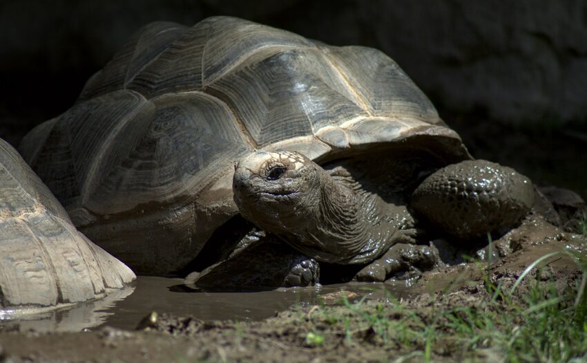 File:Aldabra giant tortoise - Bioparc Valencia (48711489473).jpg