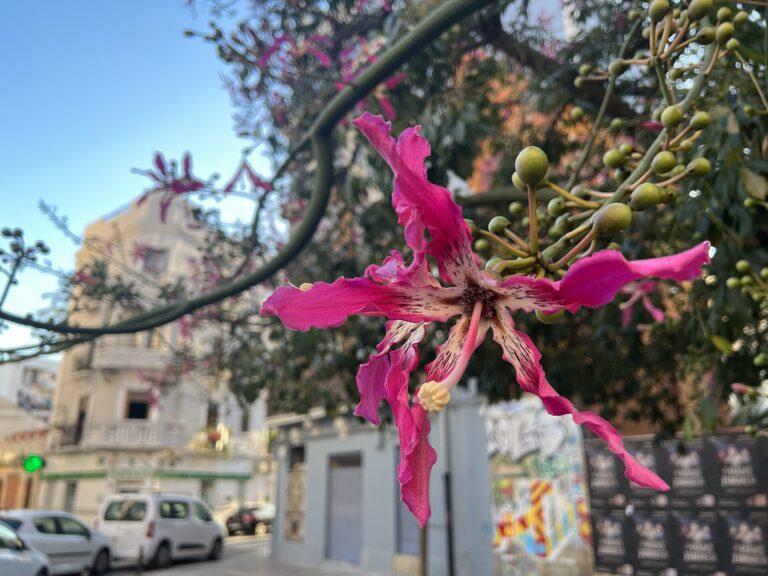 File:Ceiba speciosa, Valencia, Spain 🇪🇸.jpg