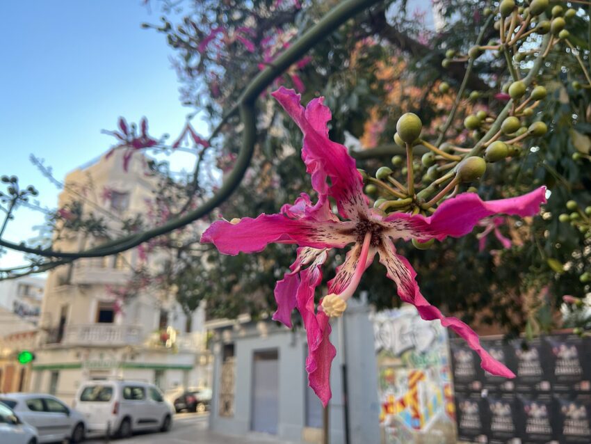 File:Ceiba speciosa, Valencia, Spain 🇪🇸.jpg