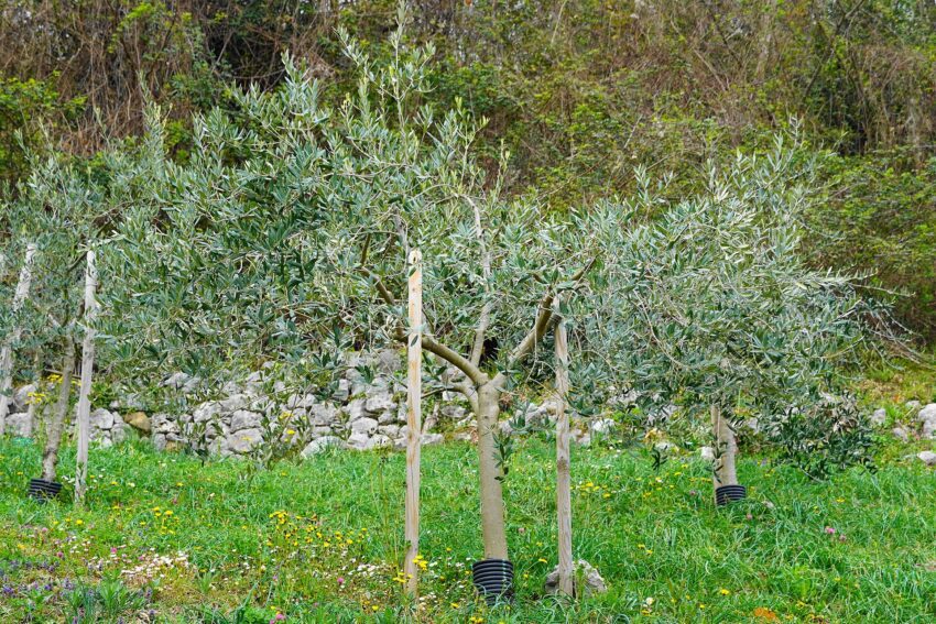File:Alberi di ulivo, Province Pordenone, Friuli-Venezia-Giulia, Italia.jpg