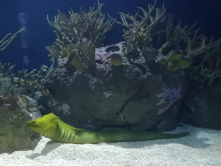File:Gymnothorax funebris in Oceanogràfic Valencia, full view.jpg